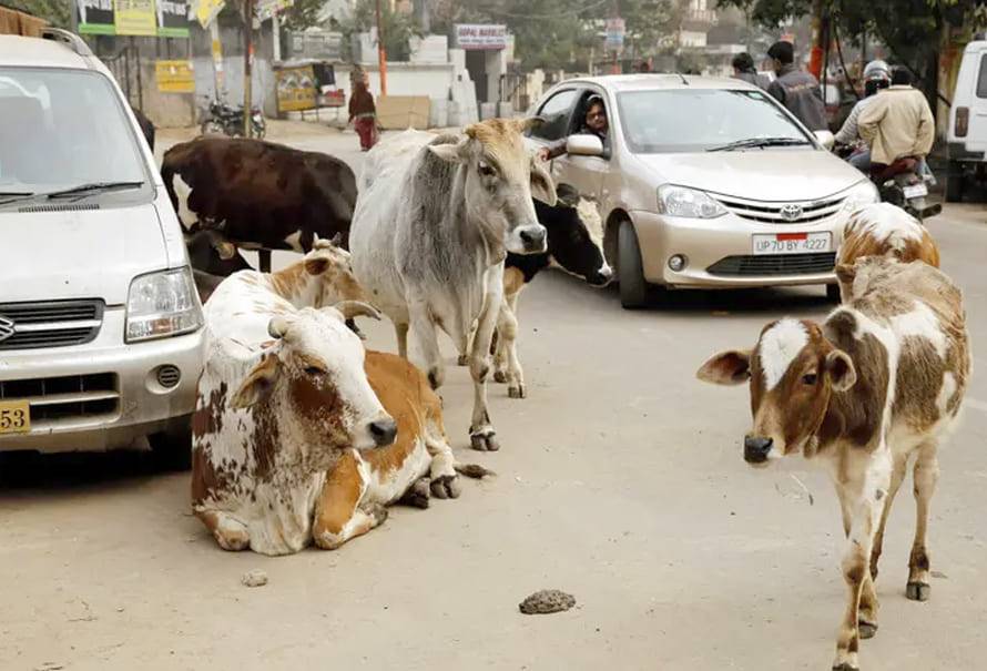 vacas callejeras india