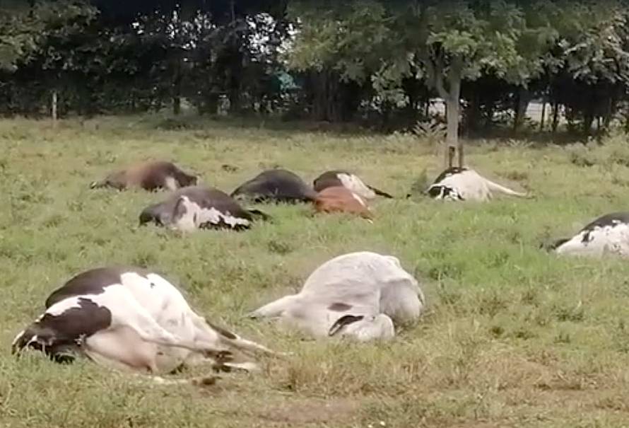 vacas-muertas-buga-posible-muerte