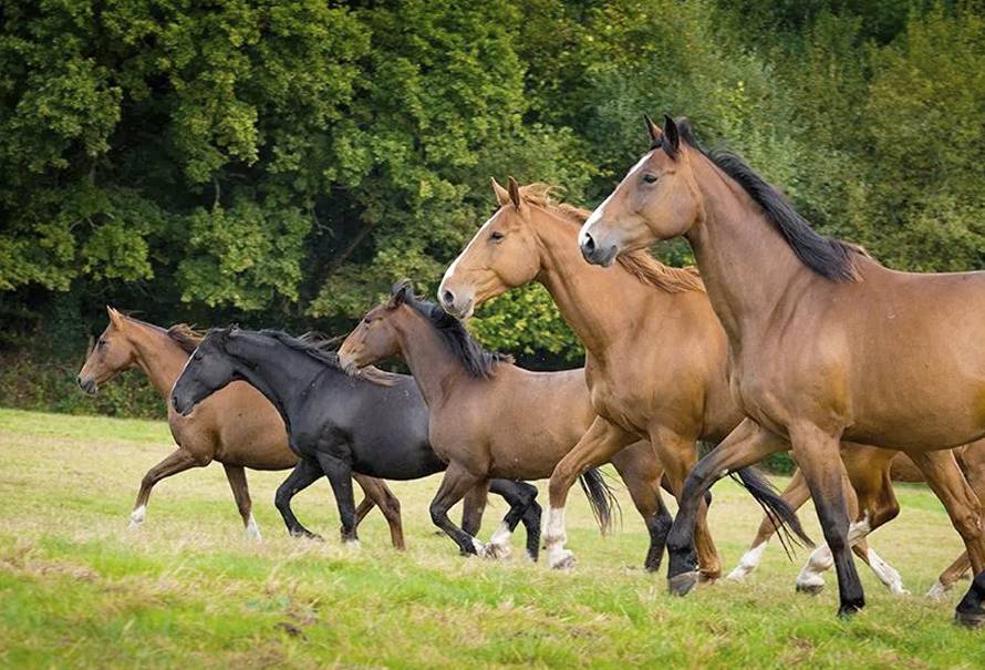 que se debe entender de los caballos