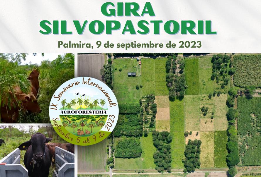 gira-silvopastoril