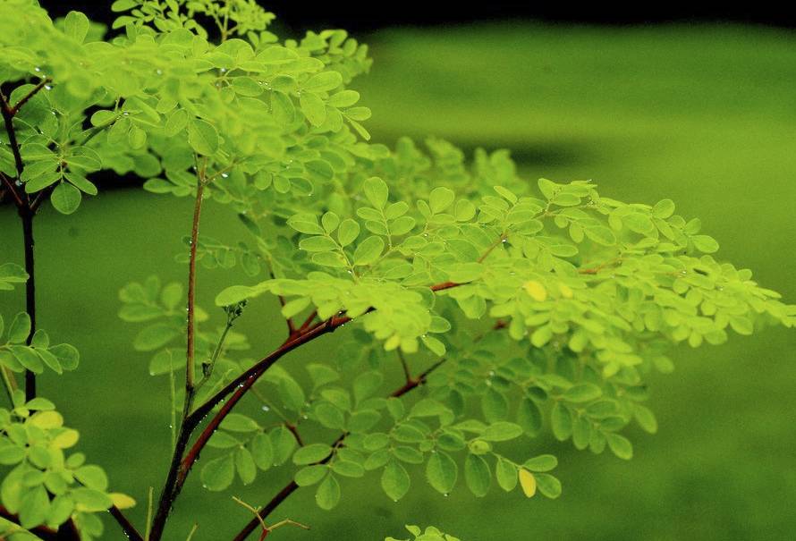 requerimientos del cultivo de moringa