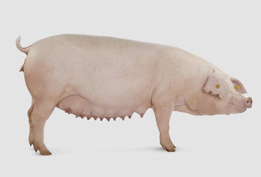 raza porcina landrace