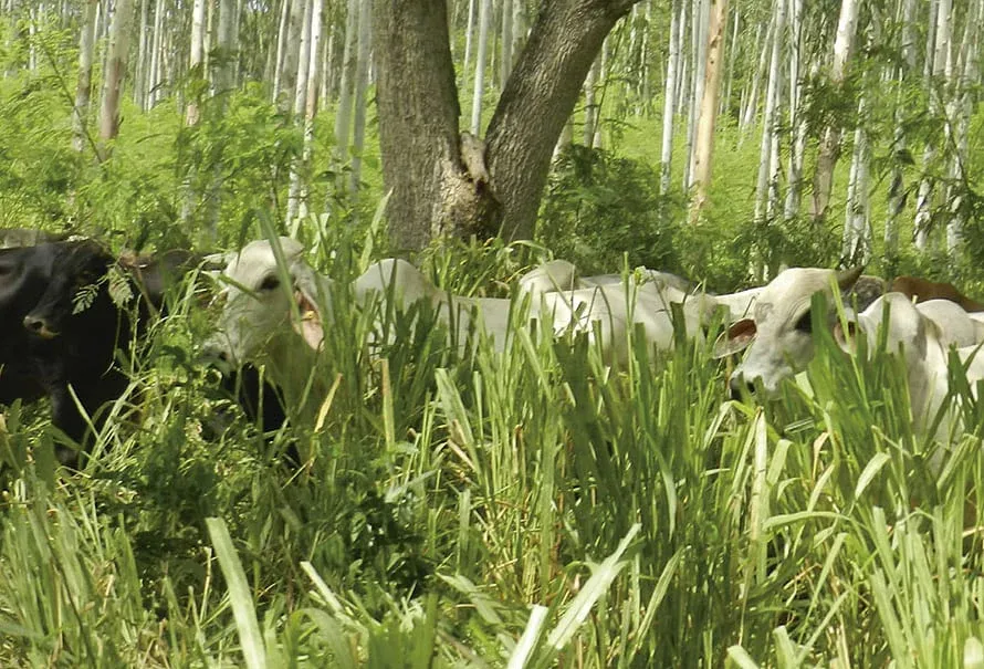 blog-invertir-bienestar-animal