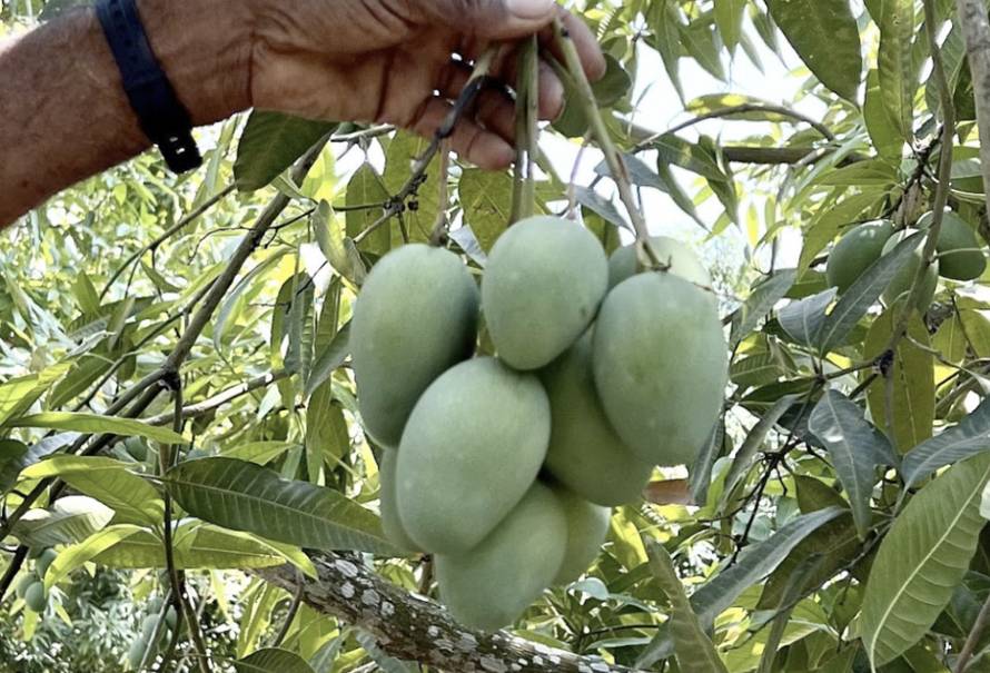 predios habilitados para exportar mango colombiano a EEUU y Europa