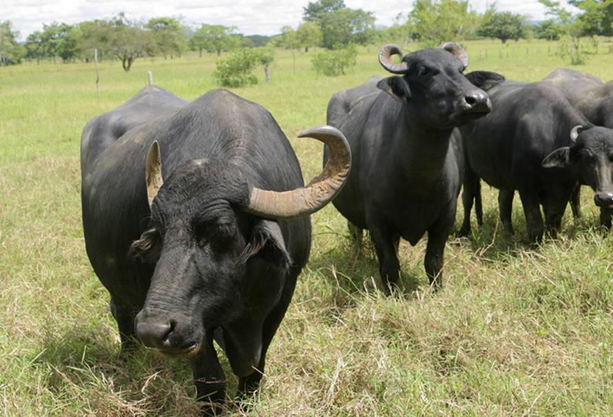carne bufalo ganaderos venezolanos apuestan