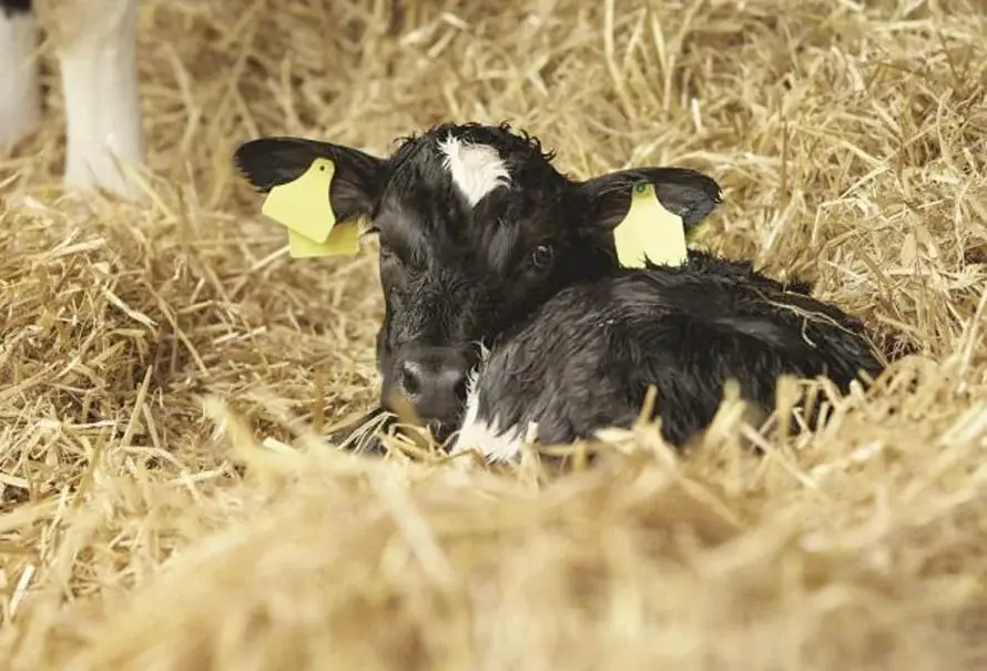 Is it possible for your calves to be infected with coronavirus and pneumonia?