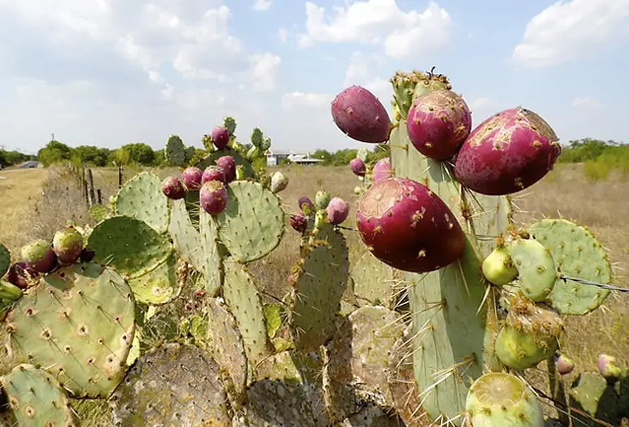 higo-nopal-ganaderia