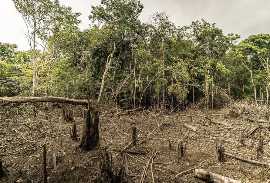 impacto-norma-comercio-libre-deforestacion