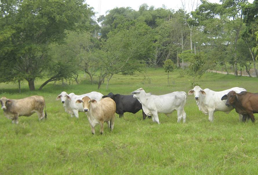 ganaderia-bovina-negocio-rentable