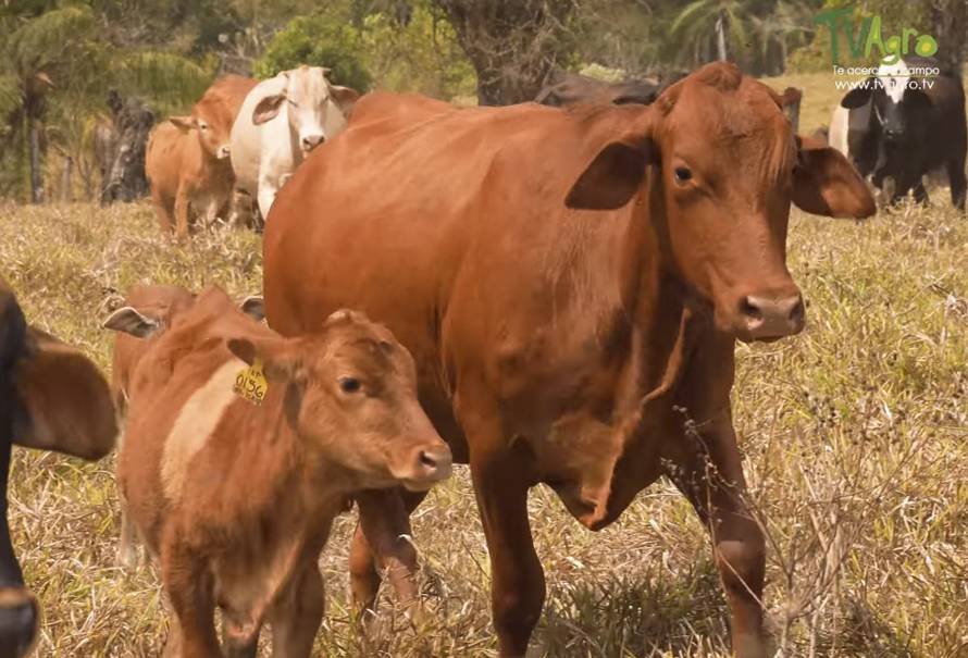 Cria-ceba-ganado-Cebu-Wagyu-Akaushi-Panama