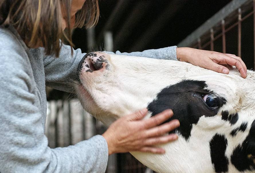 humano estresado afecta produccion bovina