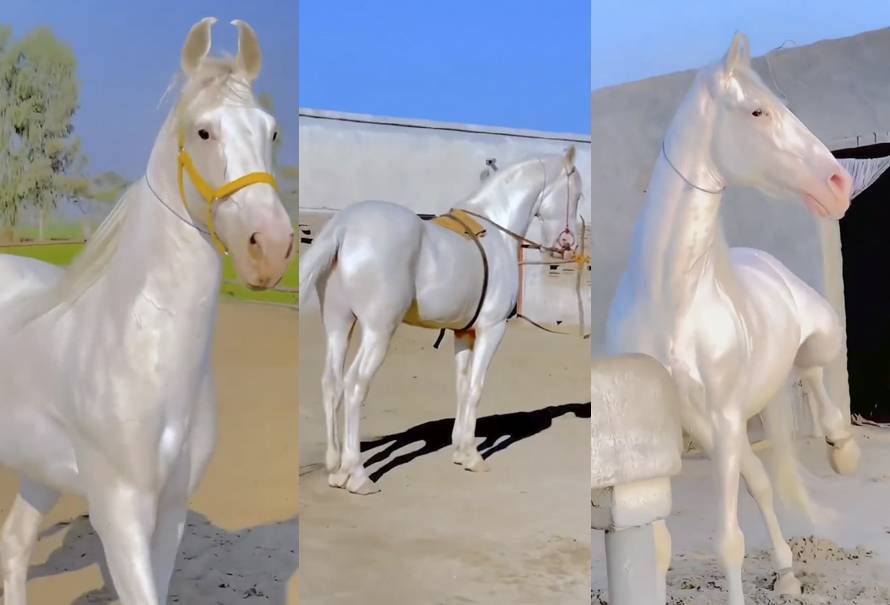 caballo-dorado-akhal-teke