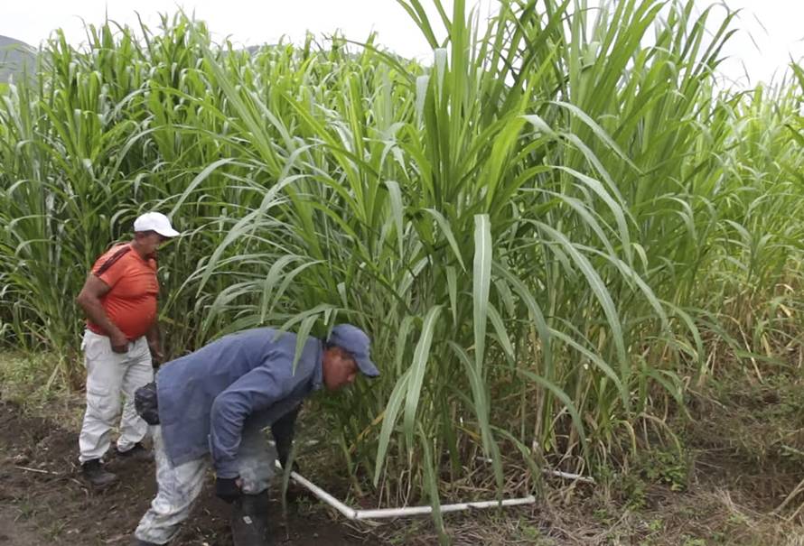 Calcular el pasto y el número de animales en una finca