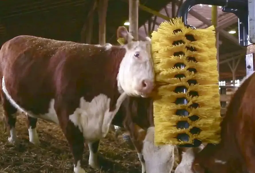 Why brushing has a positive effect on animal welfare