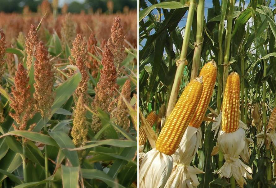 sorgo maiz cual es mejor alimentacion bovinos
