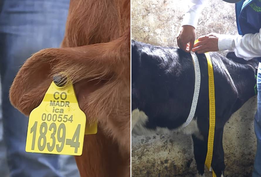 identificacion-pesaje-cria-bovina