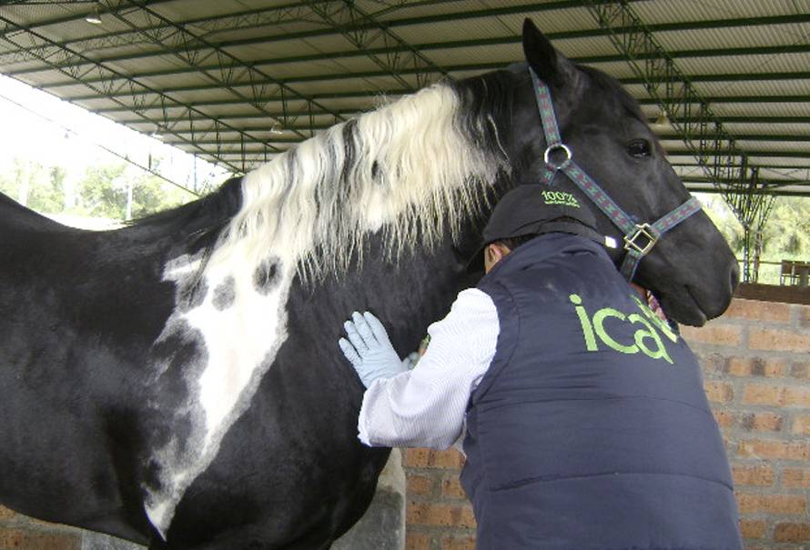 recertificacion de pais libre peste equina