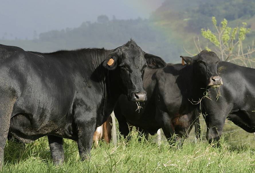 fiebre efimera bovina