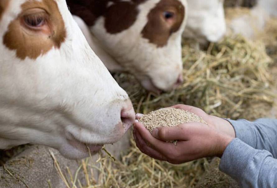 ¡Increíble! El pulmón de las vacas podría ser usado como un aditivo