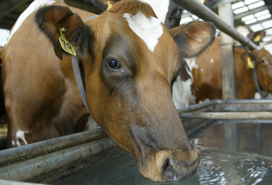 Derribando mitos de la ganadería I | CONtexto Ganadero
