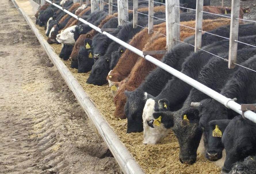 sistema de alimentacion feedlot