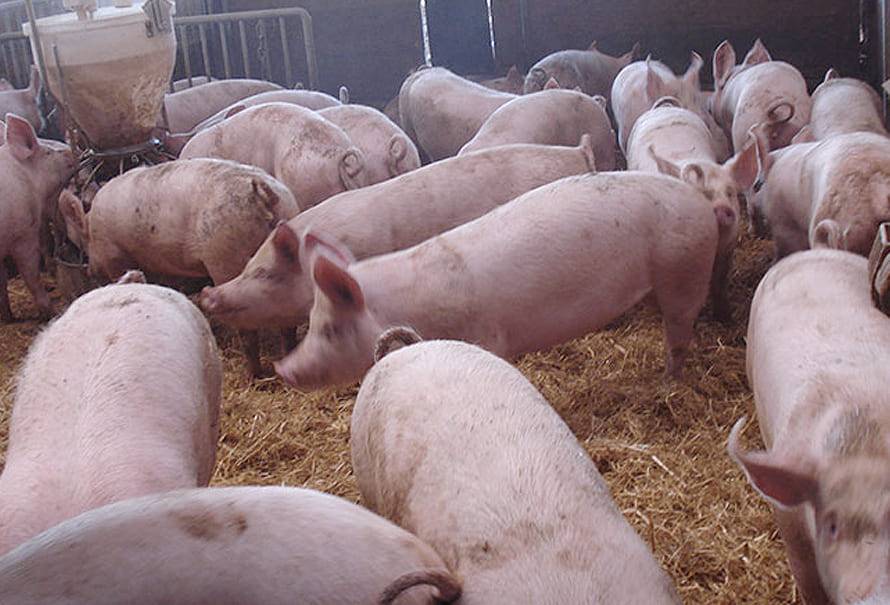 Avance tecnologico detectan enfermedades respiratorias cerdos