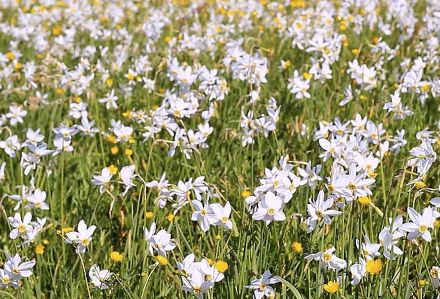 Planta-narcisos-ayudan-reducir-emisiones-metano