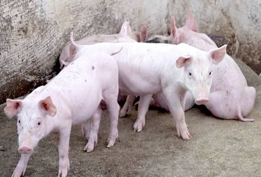 Colombia logro exportacion mucosa porcina a Chile