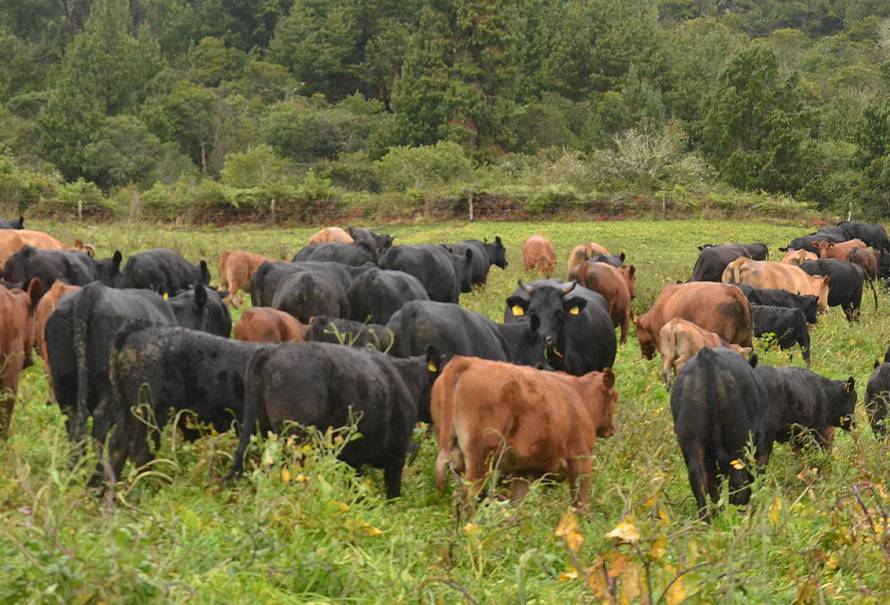 Ganaderia Uruguay pionera producción carne wagyu