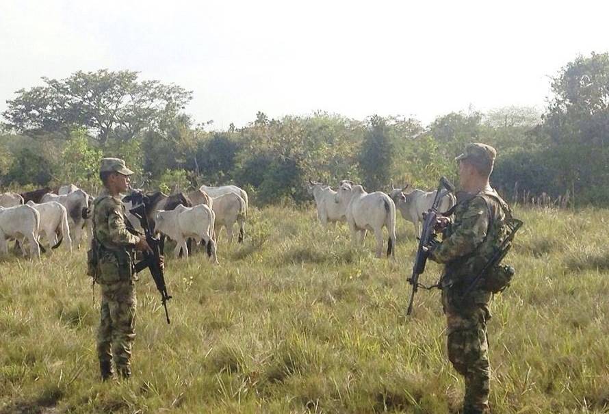 recuperacion-cabezas-ganado-ejercito