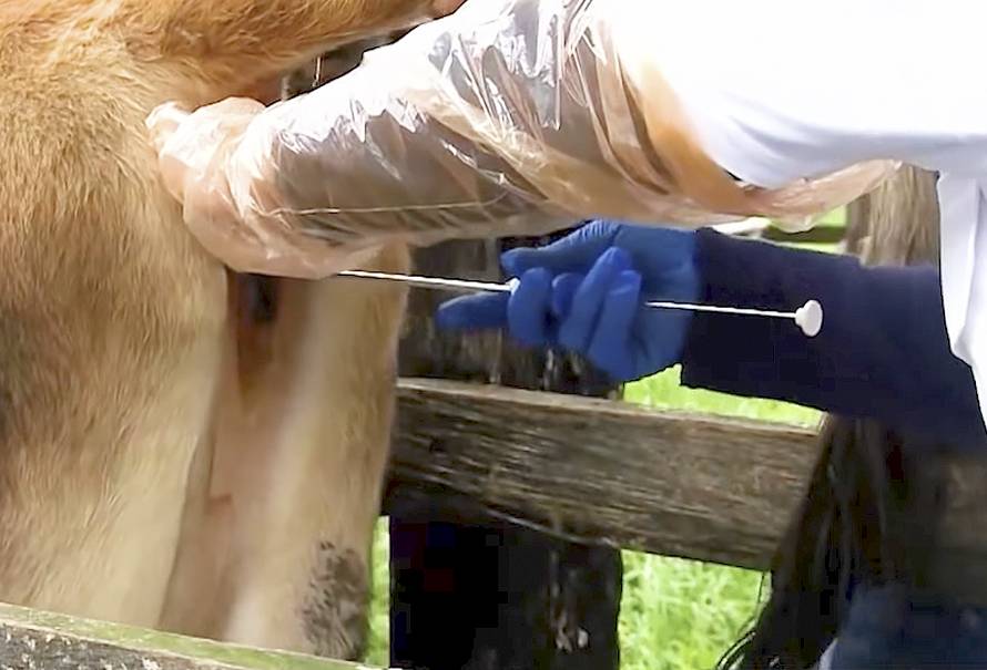 inseminacion-artificial-bovina