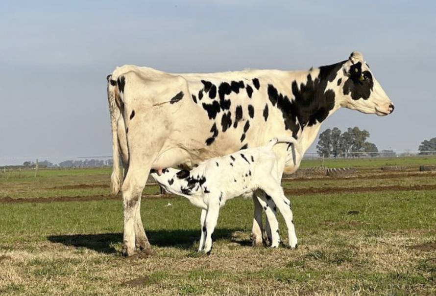 Mecanismo viral relacionado con la Leucosis bovina