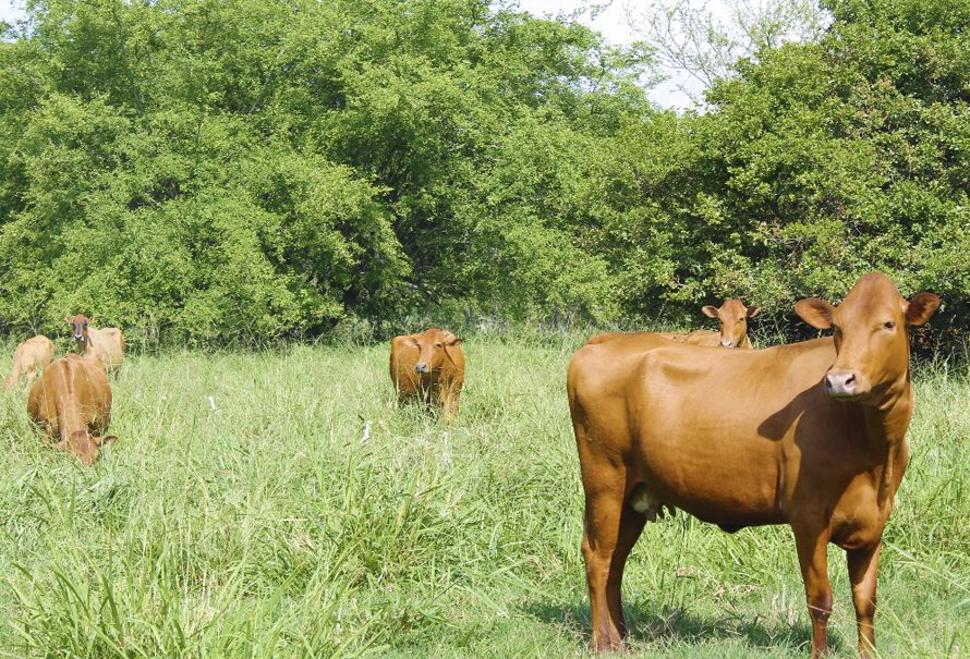 modelo-agrosavia-ganaderia-sostenible