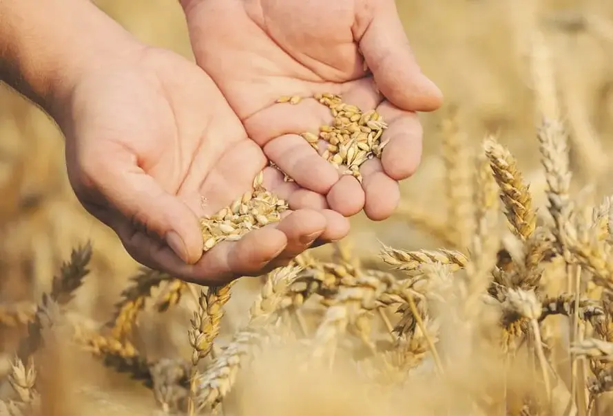 almacenar-semilla-calidad-campo