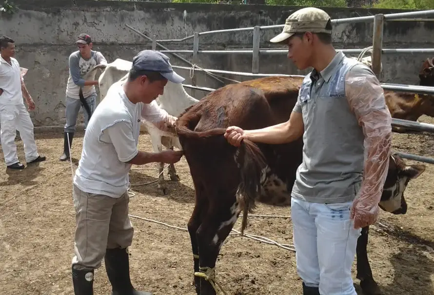 organizacion-tareas-finca