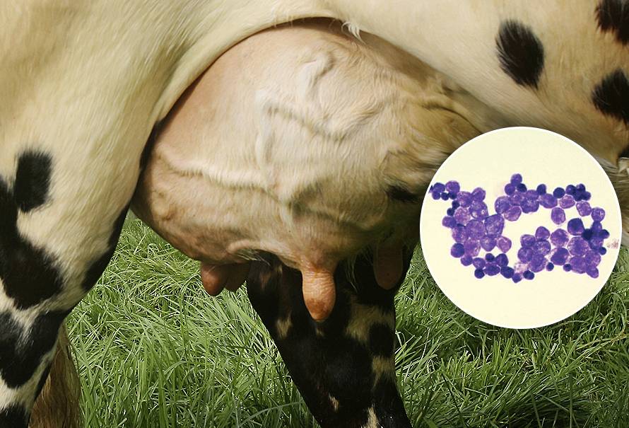 prevenir mastitis ocasionada por Prototheca