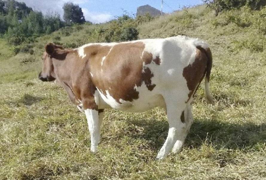 cuidado manejo vaca escotera