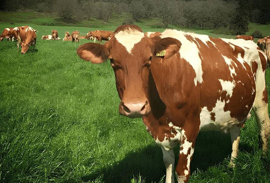 raza-bovina-guernsey