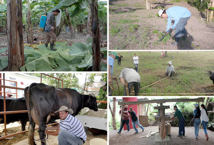 profesionales estructura organizacional finca