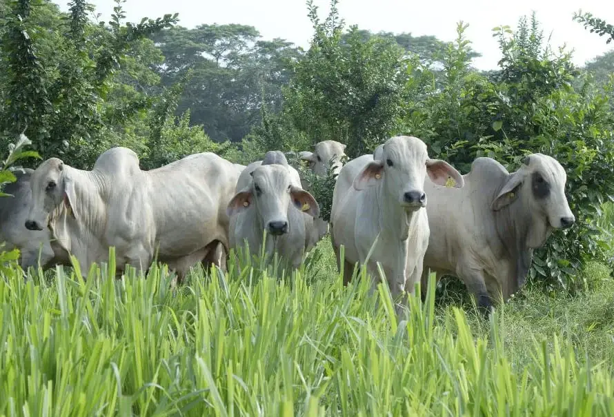 cria-gira-ganadera-cordoba