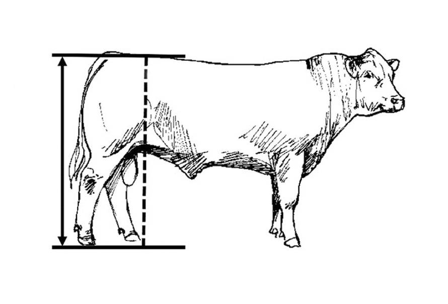 medir frame bovino