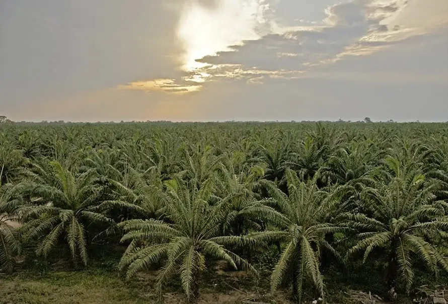 plantacion-palma