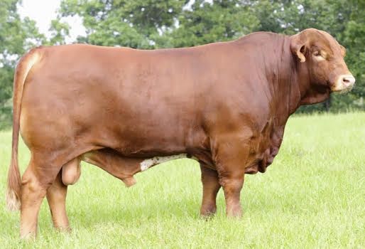 ¿Sabe usted cuáles son las 6 esenciales en el ganado Beefmaster ...