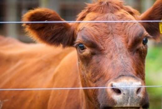 fiebre aftosa, ganadería, inta, Revista RIA, SENASA, Fiebre aftosa: el riesgo sigue vivo para la ganadería mundial, Contexto ganadero, noticias ganaderas, ganadería, vacas 