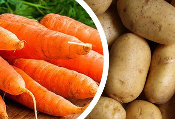 Ganadería, ganadería colombia, noticias ganaderas, noticias ganaderas colombia, CONtexto ganadero, alimentación bovina, Suplementación Bovina, suplementacion bovina con zanahoria, suplementación bovina con papa, papa para el ganado, zanahoria para el ganado