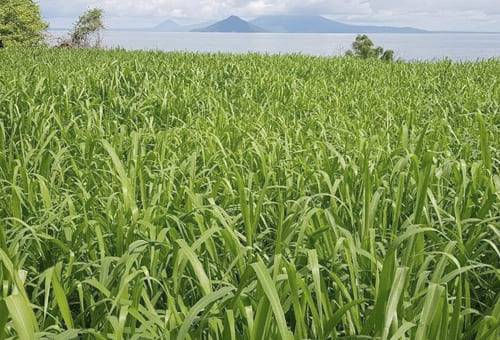 ganadería, ganadería colombia, noticias ganaderas, noticias ganaderas colombia, contexto ganadero,  mombasa, siembra de mombasa, cuidados de la mombasa, recomendaciones de la mombasa, pastoreo de la mombasa, linificacion de mombasa, necesidades de la mombasa 