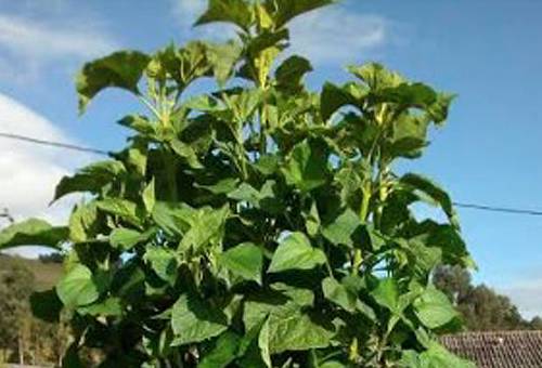Ganadería, ganadería colombia, noticias ganaderas, noticias ganaderas colombia, CONtexto ganadero, colla negra, bondades colla negra, cola negra sistema silvopastoriles, colla negra alimento bovino, alimento bovino, bancos forrajeros mixtos colla negra, Agrosavia, centro de investigación obonuco, gases efecto invernadero