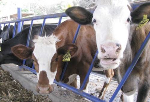 Saliva vacas, saliva fisiología ruminal, saliva bovinos, papel de la saliva en los bovinos, saliva de las vacas, saliva del ganado bovino, saliva rumen vacas, rol de la saliva, función de la saliva en vacas, baba, espuma, sinónimos de saliva, la saliva en ganado vacuno, ganaderos, ganaderos colombia, ganado, bovinos, ganado bovino, Ganadería, ganadería colombia, noticias ganaderas, noticias ganaderas colombia, CONtexto ganadero, contextoganadero