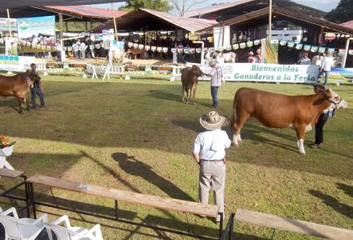 Feria, ganadera, ganado, equinos, caprinos, exposición, juzgamiento, florencia, caquetá