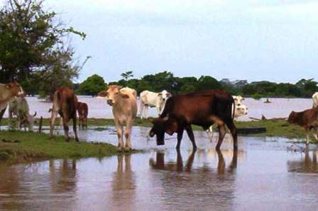 Bajo Sinú inundado 